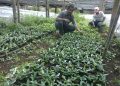 Pembibitan kopi yang benar
