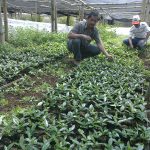 Pembibitan kopi yang benar