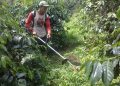 pemeliharaan kebun kopi
