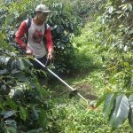 pemeliharaan kebun kopi
