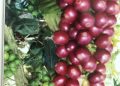 Kopi biji merah