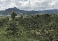 Kebun kopi