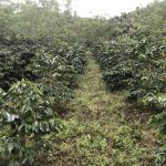 Kebun kopi