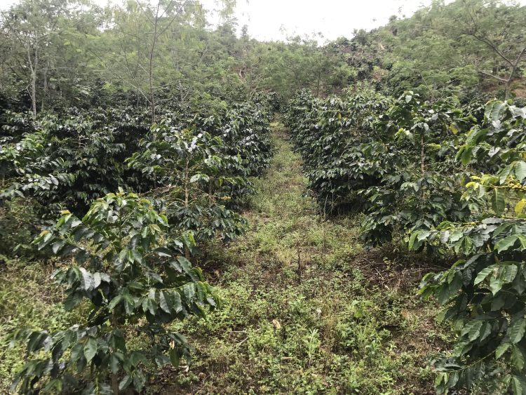 Kebun kopi
