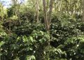 kebun kopi