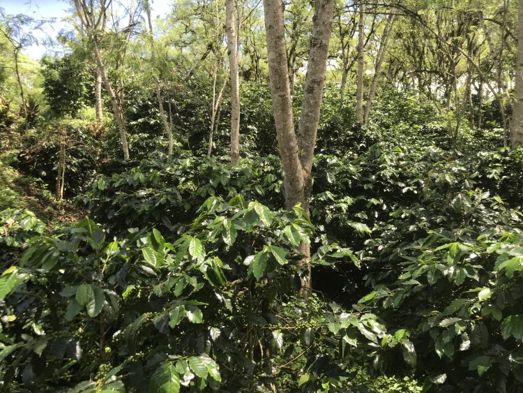 kebun kopi