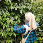 Memetik Kopi