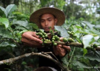 Asosiasi Eksportir Kopi Indonesia Proyeksi Produksi Kopi di 2024 Turun