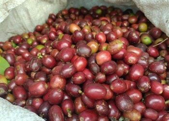 Harga Kopi Arabika Gayo di Bener Meriah Turun