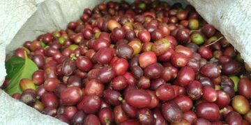 Harga Kopi Arabika Gayo di Bener Meriah Turun