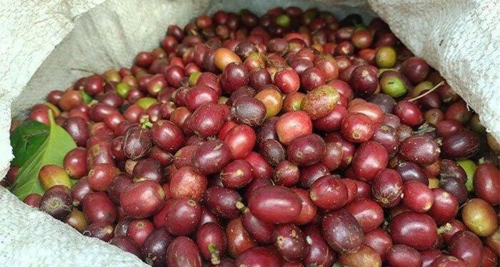 Harga Kopi Arabika Gayo di Bener Meriah Turun