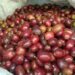 Harga Kopi Arabika Gayo di Bener Meriah Turun
