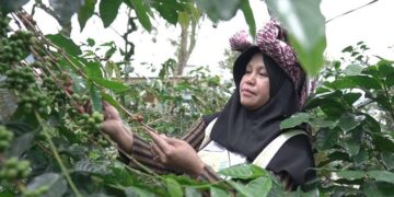 Melalui Desa Devisa, Produk Tenun, Sagu, dan Kopi Gayo Jadi Penggerak Ekspor