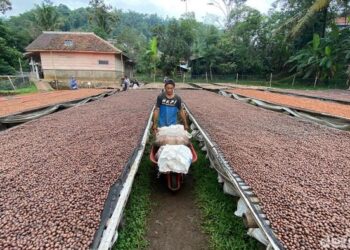Perjalanan Kopi Wanoja, dari Tanah Sunda hingga Mancanegara