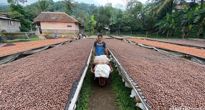 Perjalanan Kopi Wanoja, dari Tanah Sunda hingga Mancanegara