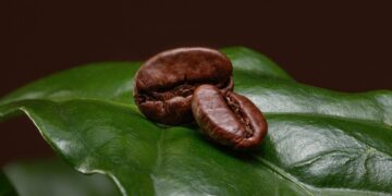 Jangan Terkecoh, Ini 5 Tanda Biji Kopi Sudah Tidak Segar