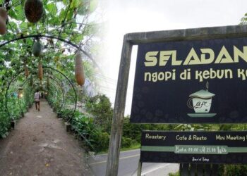 Seladang Cafe Tawarkan Ngopi Langsung di Kebun Kopi, Ada Minuman Tropis hingga Ubi Saos Kopi