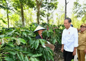 Ini Deretan Kopi Asli Lampung yang Enak dan Wajib Dicoba