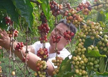 Update Harga Kopi di OKU Selatan Stagnan Rp 58.000 Perkilogram