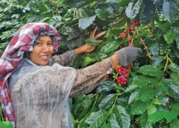 Sertifikasi Organik dan Fair Trade Kerek Nilai Jual Kopi